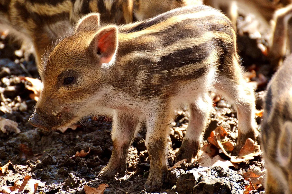wild boar, rookie, young animals, piggy, pig, small, funny, cute, little pigs, infant, wildpark poing, wild boar, wild boar, wild boar, wild boar, wild boar, pi