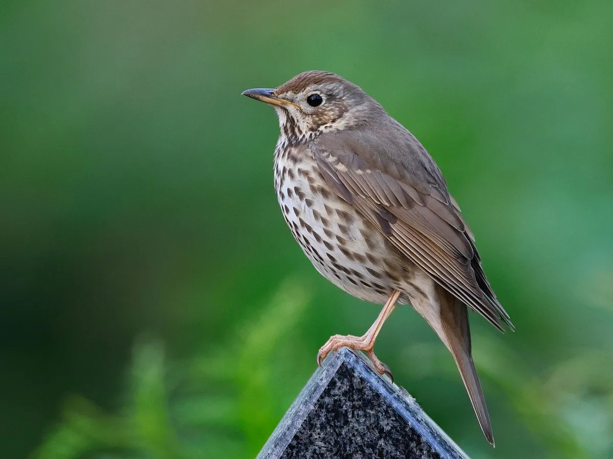 bird, free wallpaper, wallpaper hd, mac wallpaper, windows wallpaper, beautiful wallpaper, nature, free background, wallpaper 4k, hd wallpaper, song thrush, orn