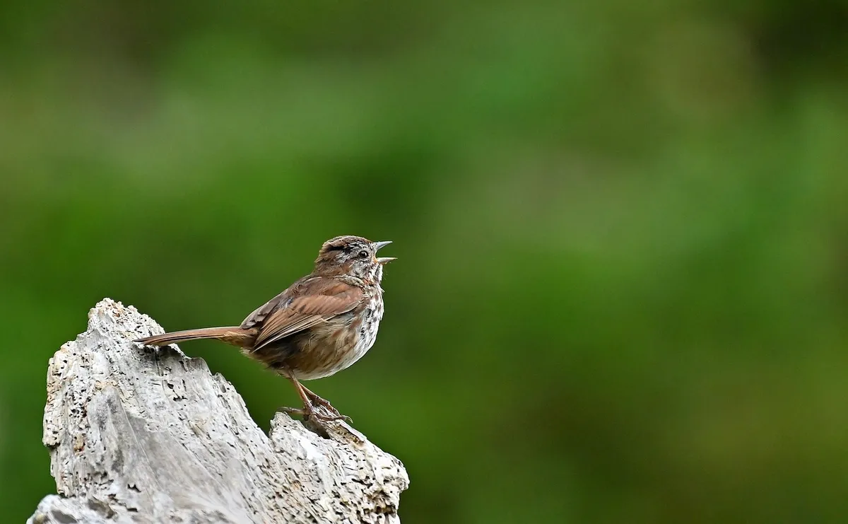 bird, song sparrow, wildlife, animal, nature, avian, ornithology, song sparrow, song sparrow, song sparrow, song sparrow, song sparrow, animal