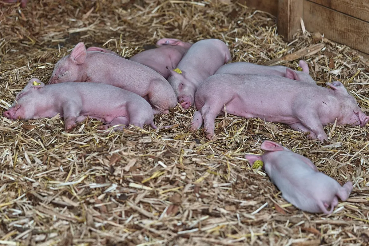 pig, rookie, suckle, piggy, funny, young animals, small, cute, infant